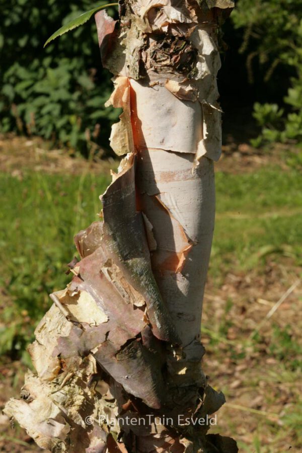 Betula nigra 'Heritage'