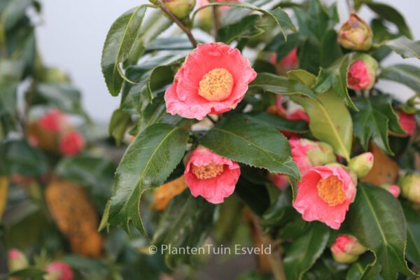 Camellia japonica 'Kingyo-tsubaki'