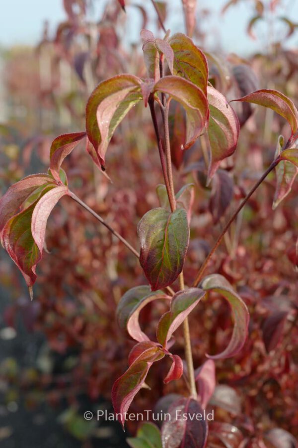 Cornus kousa 'Cappuccino'