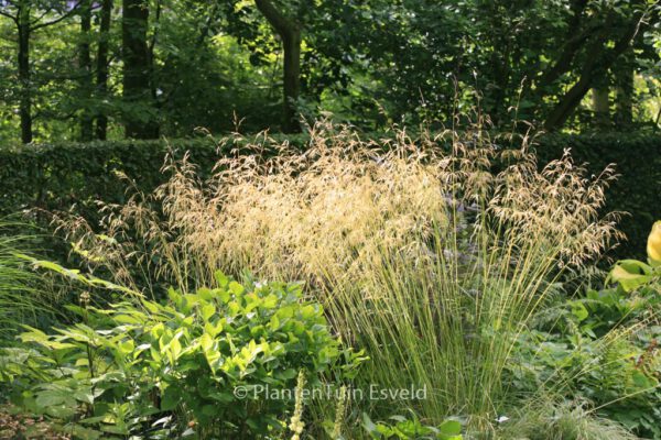 Deschampsia cespitosa 'Goldschleier' - Image 2