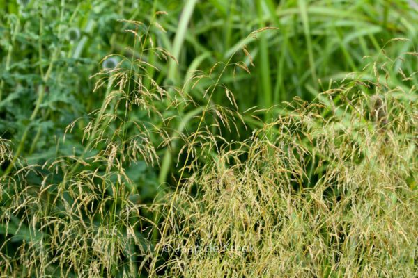 Deschampsia cespitosa 'Goldschleier' - Image 4