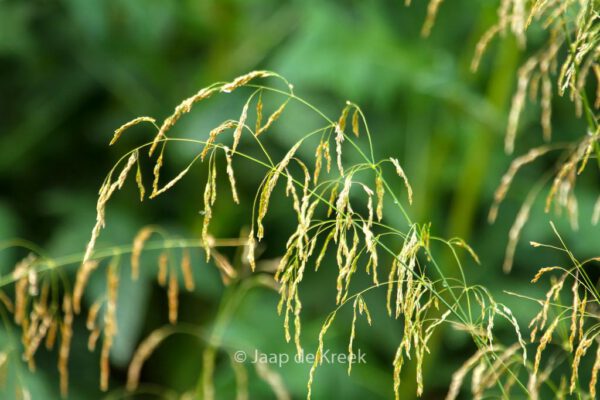 Deschampsia cespitosa 'Goldschleier' - Image 5