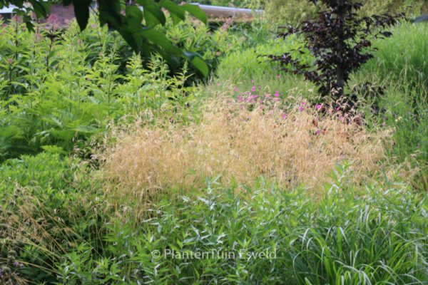 Deschampsia cespitosa 'Goldschleier' - Image 6