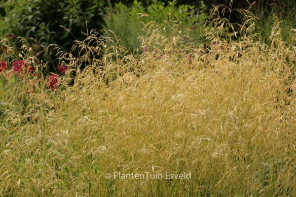 Deschampsia cespitosa 'Goldschleier'