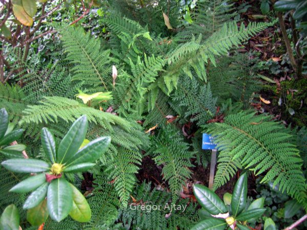 Dryopteris filix-mas 'Linearis Polydactylon' - Image 2