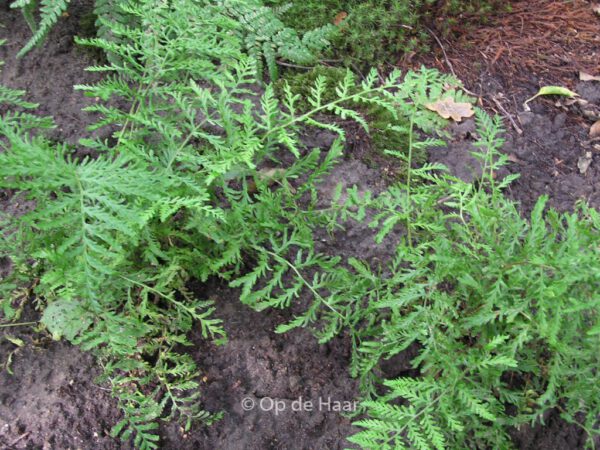 Dryopteris filix-mas 'Linearis Polydactylon' - Image 3