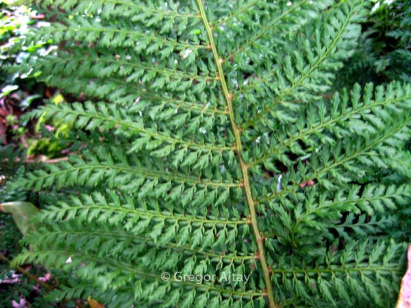 Dryopteris filix-mas 'Linearis Polydactylon' - Image 4