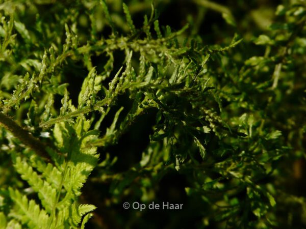 Dryopteris filix-mas 'Linearis Polydactylon' - Image 5