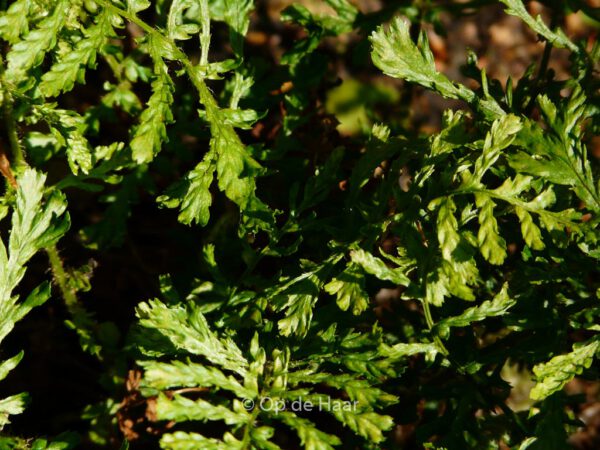 Dryopteris filix-mas 'Linearis Polydactylon' - Image 6