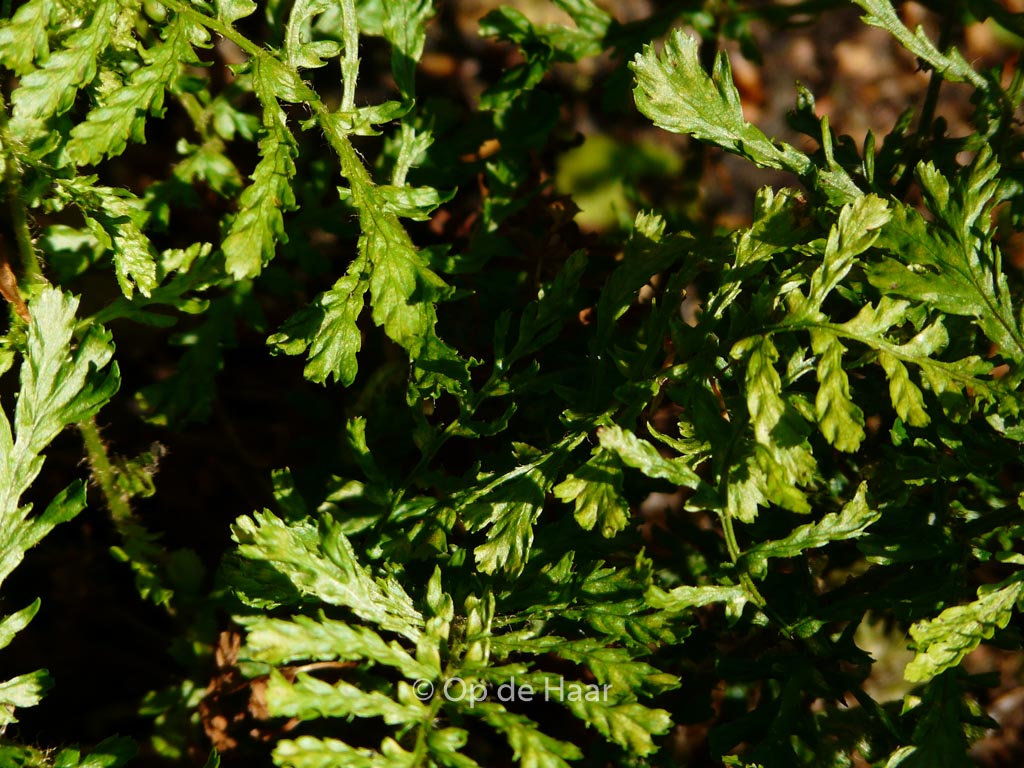 Dryopteris filix-mas ‘Linearis Polydactylon’ – Esveld Shop