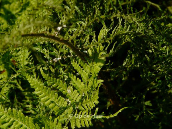 Dryopteris filix-mas 'Linearis Polydactylon' - Image 7