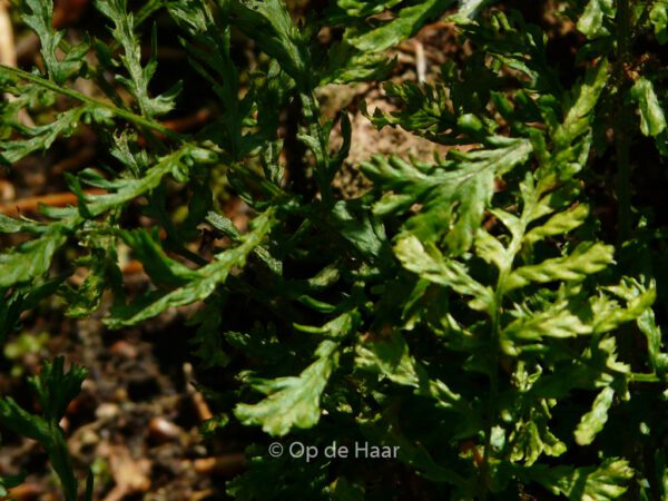 Dryopteris filix-mas 'Linearis Polydactylon' - Image 8