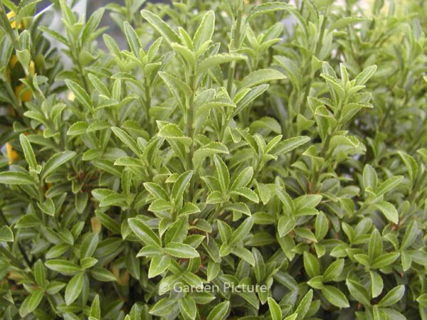 Euonymus japonicus 'Microphyllus' - Image 2