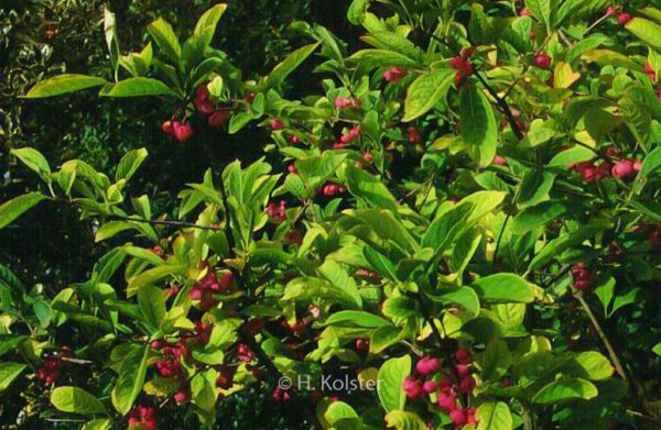 Euonymus phellomanus - Image 2