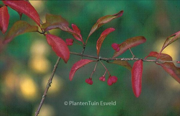 Euonymus phellomanus - Image 3