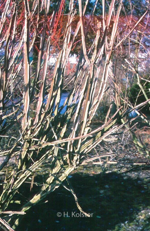 Euonymus phellomanus - Image 4