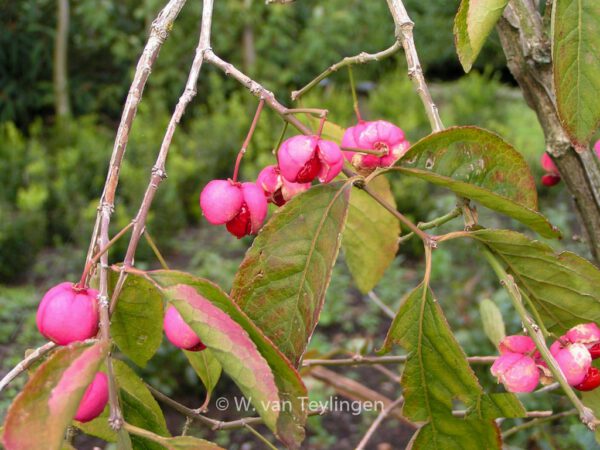 Euonymus phellomanus - Image 5