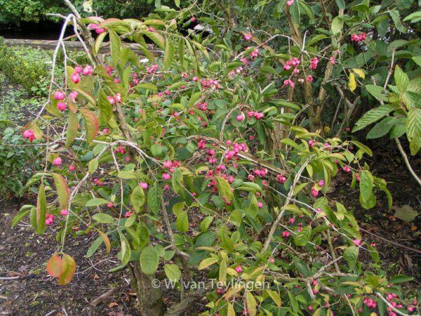 Euonymus phellomanus - Image 6
