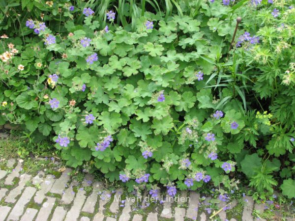 Geranium 'Philippe Vapelle' - Image 3