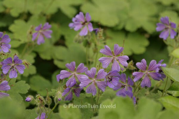 Geranium 'Philippe Vapelle' - Image 4