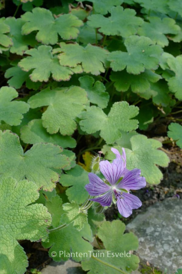 Geranium 'Philippe Vapelle' - Image 5