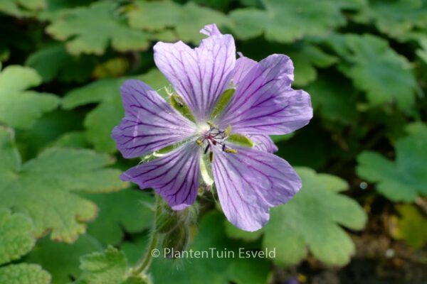 Geranium 'Philippe Vapelle' - Image 6