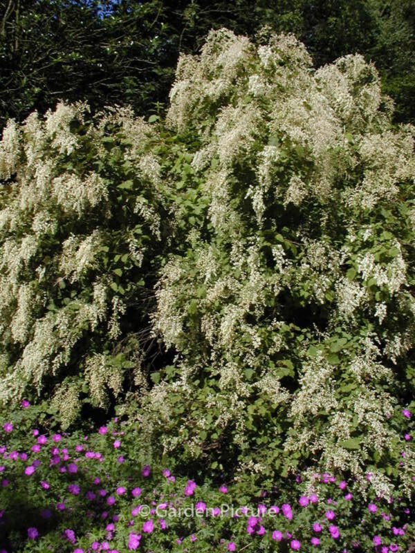 Holodiscus discolor ariifolius - Image 4