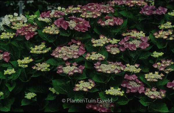 Hydrangea macrophylla 'Eisvogel' - Image 2