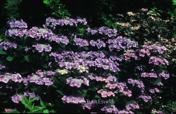 Hydrangea macrophylla 'Eisvogel' - Image 3