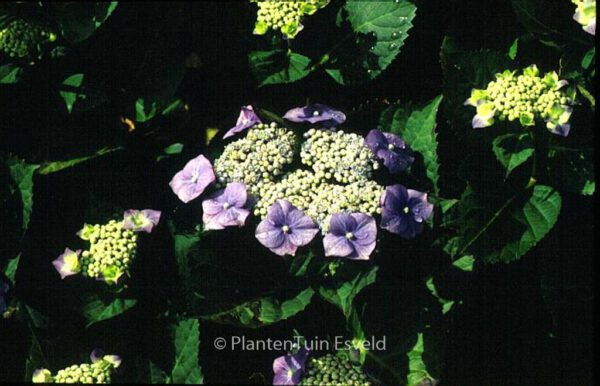 Hydrangea macrophylla 'Eisvogel' - Image 4