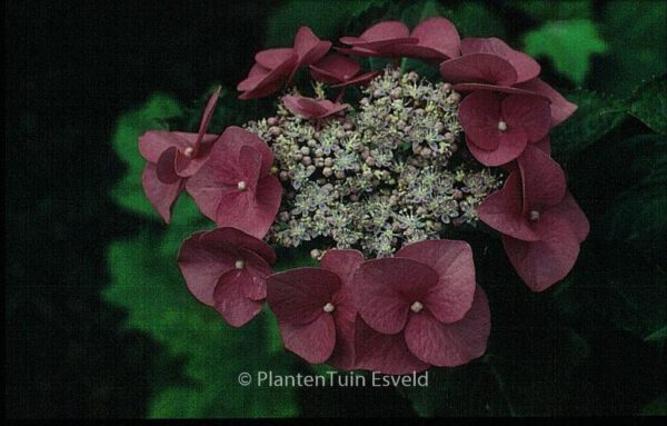 Hydrangea macrophylla 'Eisvogel' - Image 5