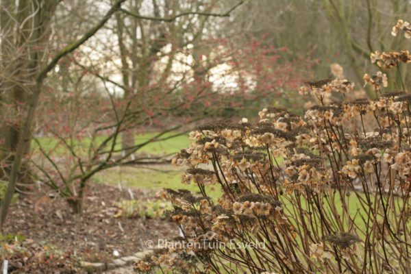 Hydrangea macrophylla 'Eisvogel' - Image 6