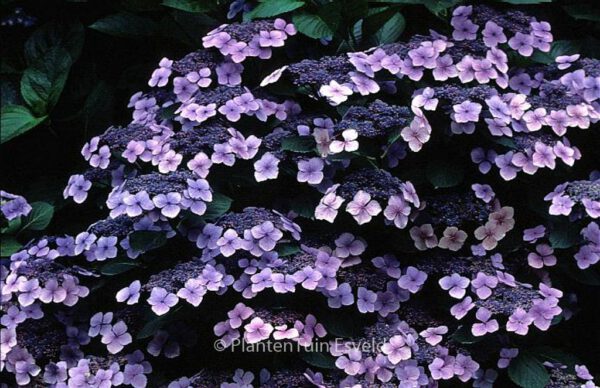 Hydrangea macrophylla 'Eisvogel'