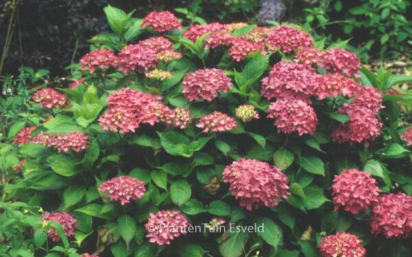 Hydrangea macrophylla 'Hoernli'