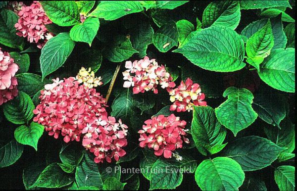 Hydrangea macrophylla 'Hoernli'