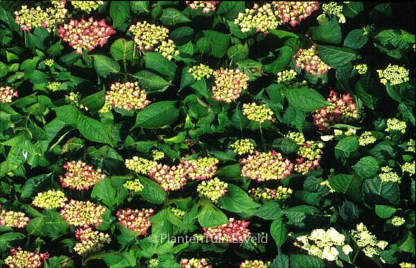 Hydrangea macrophylla 'Hoernli'