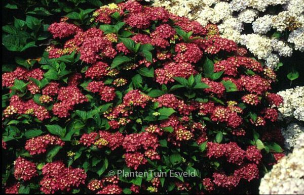 Hydrangea macrophylla 'Hoernli'