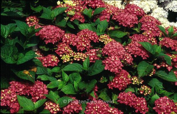 Hydrangea macrophylla 'Hoernli'