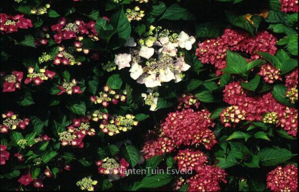 Hydrangea macrophylla 'Hoernli'