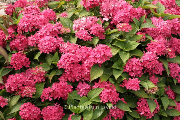 Hydrangea macrophylla 'Hoernli'