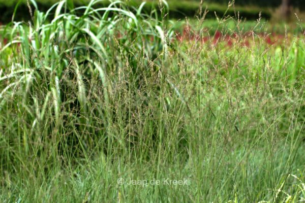 Molinia arundinacea 'Fontäne' - Image 2