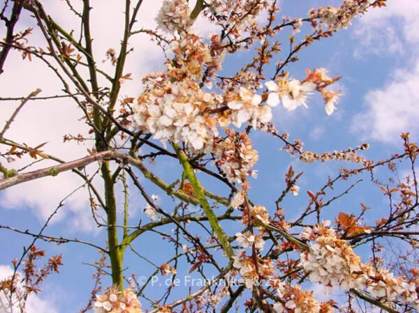 Prunus 'Trailblazer'