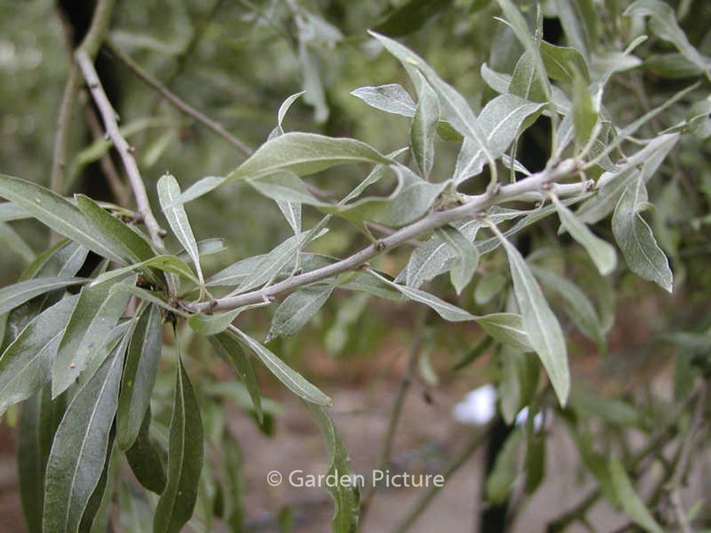 Pyrus Salicifolia Pendula Esveld Shop