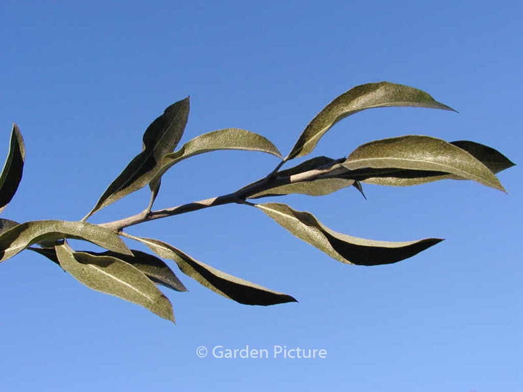 Pyrus Salicifolia Pendula Esveld Shop