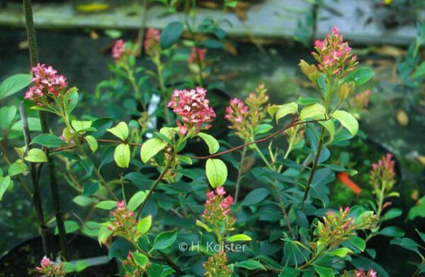 Rhaphiolepis delacourii 'Coates's Crimson' - Image 2