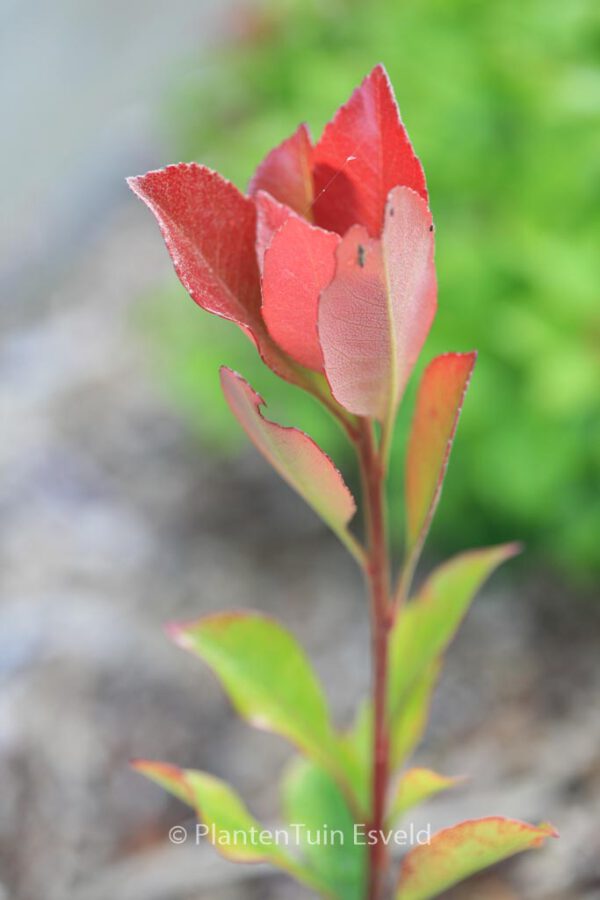 Rhaphiolepis delacourii 'Coates's Crimson' - Image 3