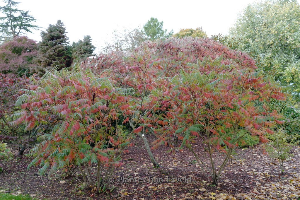 RHUS TYPHINA