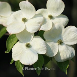 Cornus 'Rutdan' (CELESTIAL / GALAXY)
