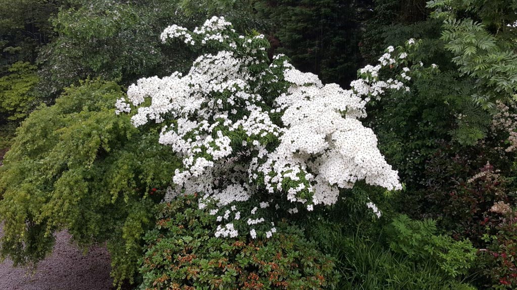 Cornus kousa ‘Bodnant’ – Esveld Shop