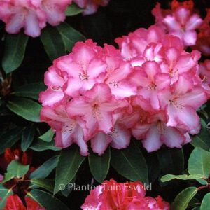 Rhododendron 'Marinus Koster'
